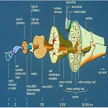 Schematic-illustration-of-wool-fibers-structure-15.png